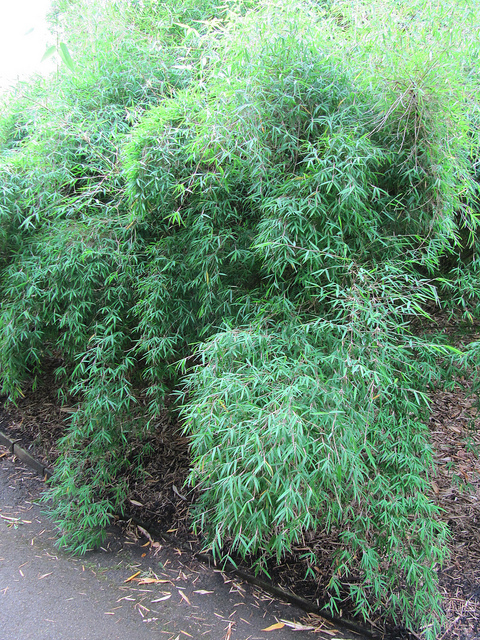 Thamnocalamus spathiflorus