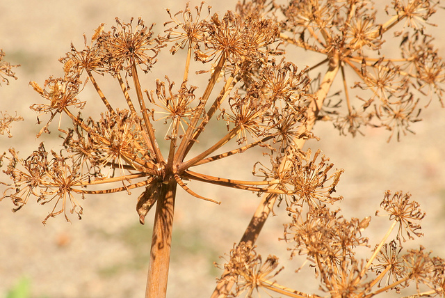 Thapsia garganica (Thapsia garganica)
