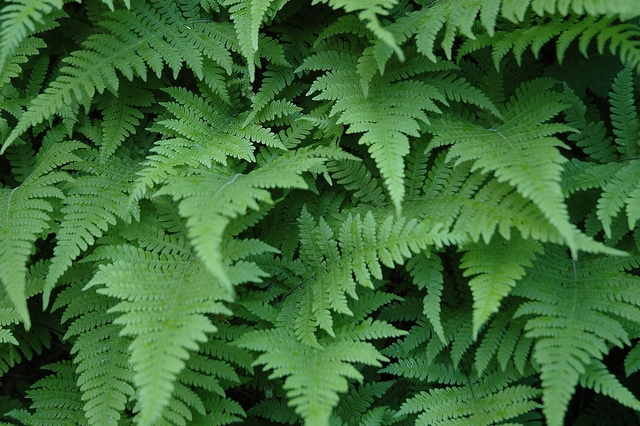 Fougère du hêtre