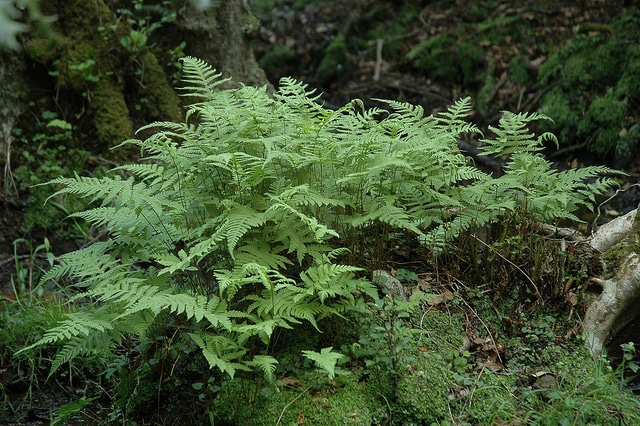 Fougère du hêtre