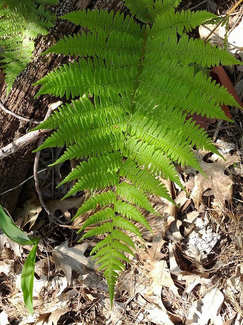 Fougère du hêtre