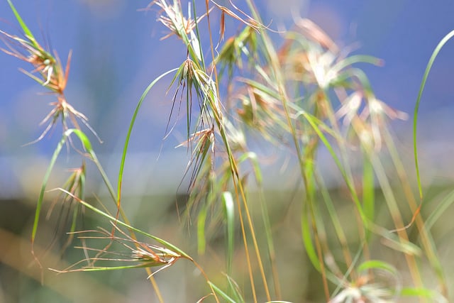Themeda triandra
