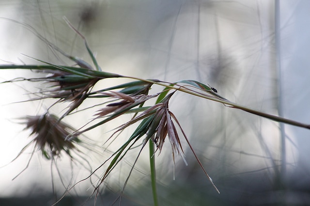 Themeda triandra