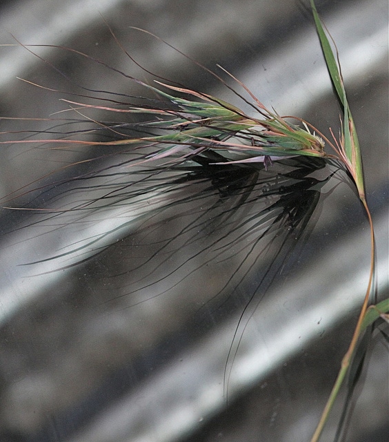 Themeda triandra