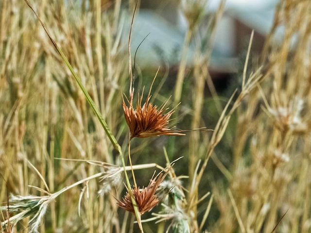 Themeda triandra