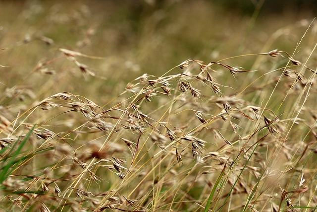 Themeda triandra