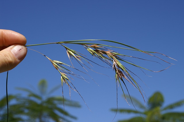 Themeda triandra
