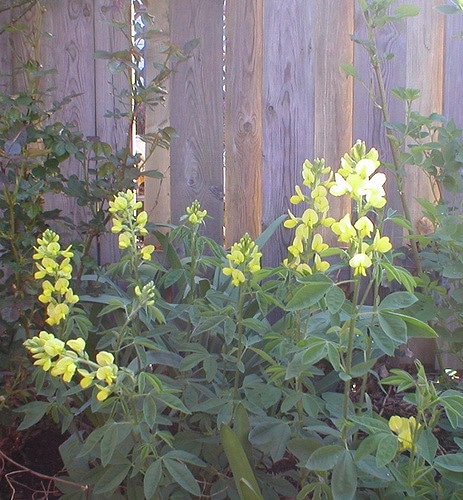 Thermopsis lanceolata (Thermopsis lanceolata)