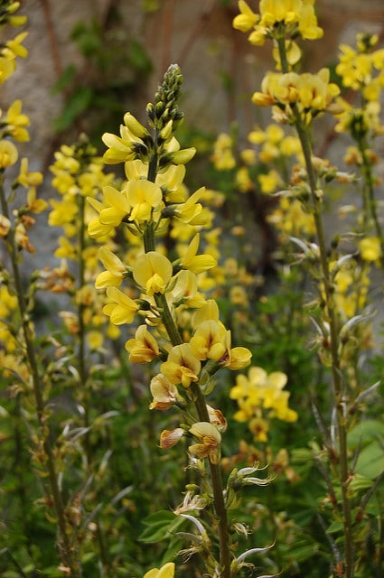 Thermopsis lanceolata