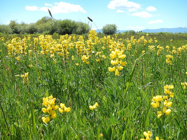 Thermopsis montana