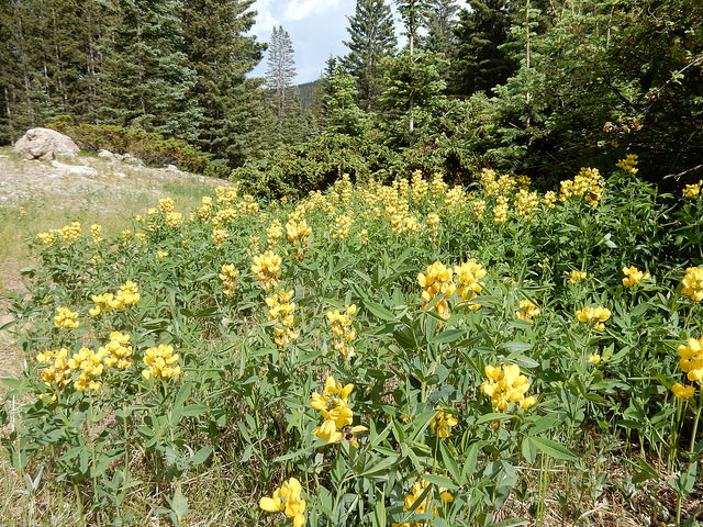 Thermopsis montana