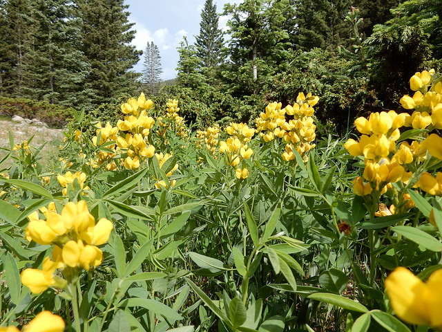 Thermopsis montana