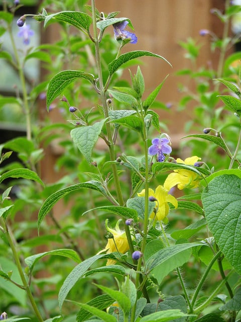 Thladiantha dubia