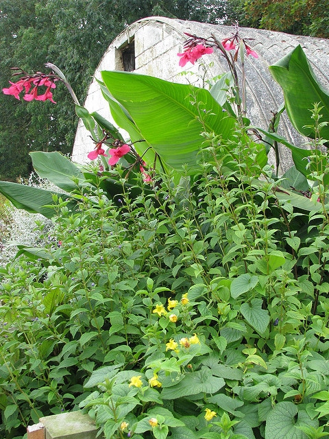 Thladiantha dubia