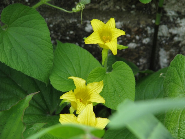 Thladiantha dubia