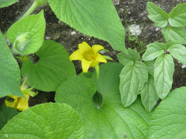 Thladiantha dubia