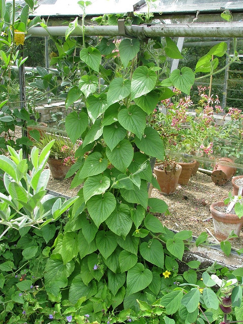 Thladiantha dubia