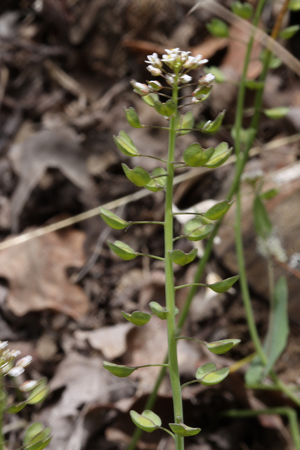 Monnoyère (Thlaspi arvense)