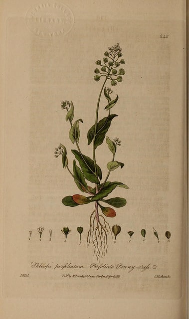 Tabouret perfolié