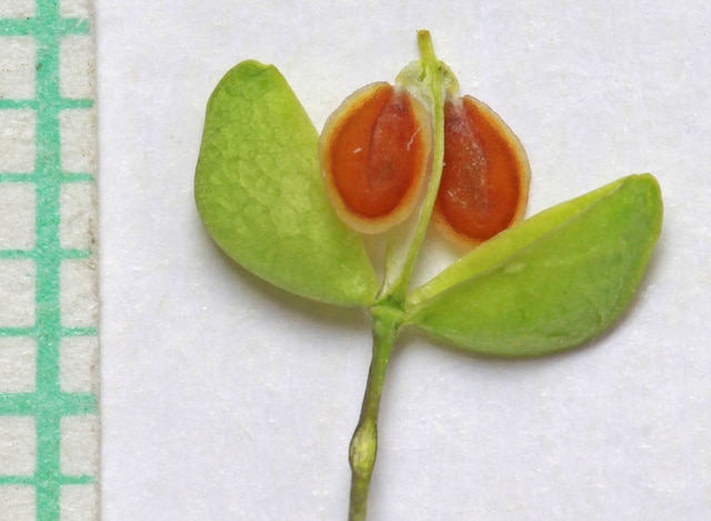 Tabouret perfolié (Thlaspi perfoliatum)