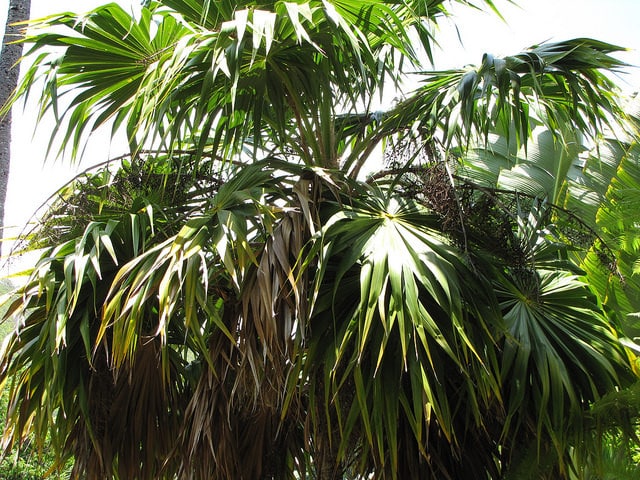 Thrinax parviflora