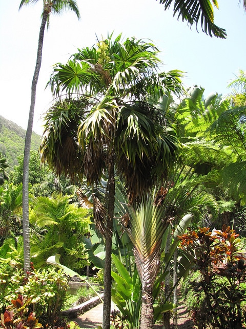 Thrinax parviflora
