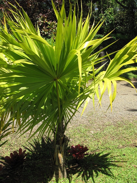 Thrinax radiata (Thrinax radiata)