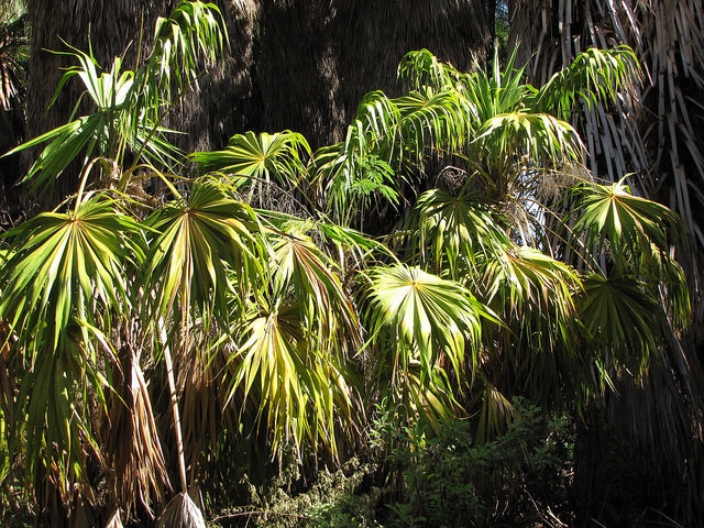 Thrinax radiata