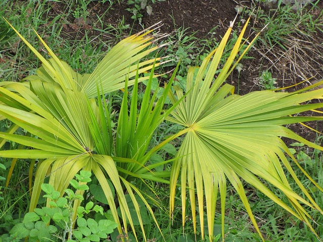 Thrinax radiata
