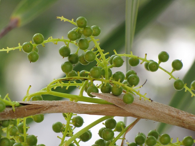 Thrinax radiata