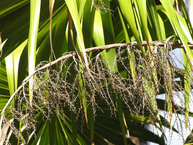Thrinax radiata