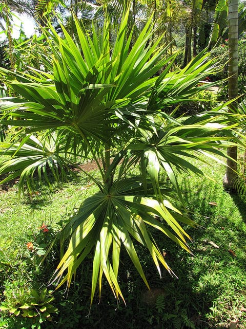 Thrinax radiata