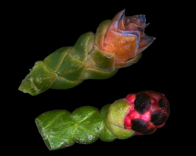 Thuya occidental