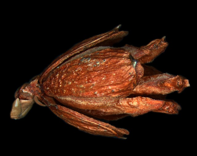 Thuya occidental