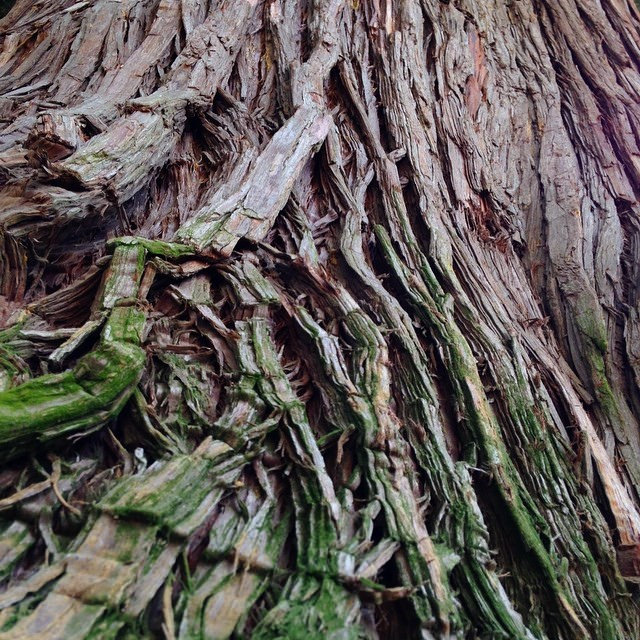 Thuja plicata