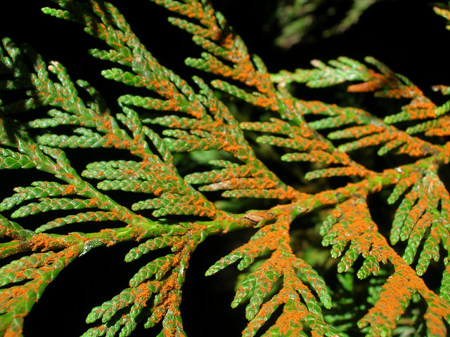 Thuja plicata