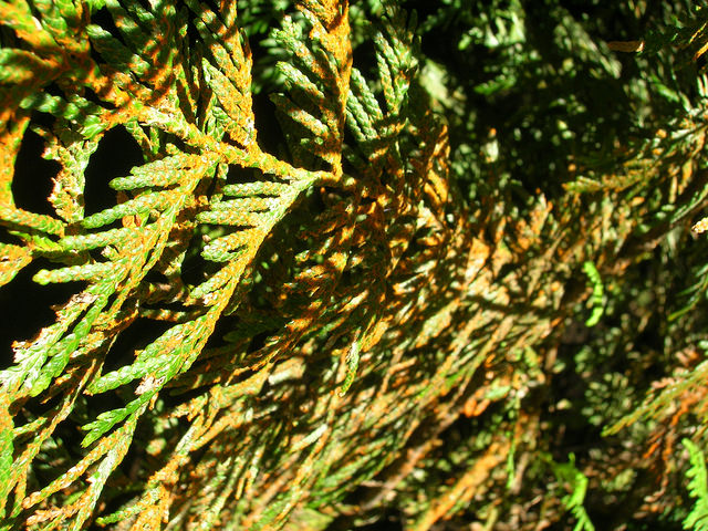 Thuja plicata