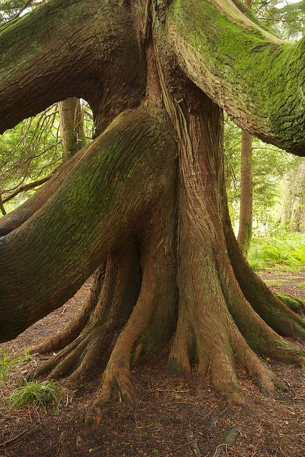 Thuja plicata