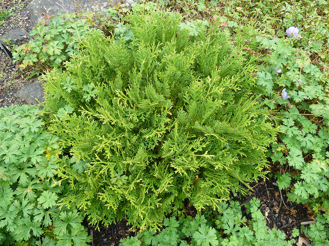 Thujopsis dolobrata