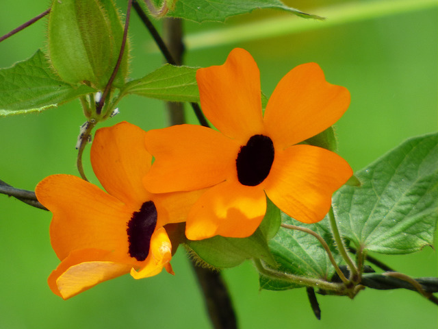 Suzanne aux yeux noirs (Thunbergia alata)