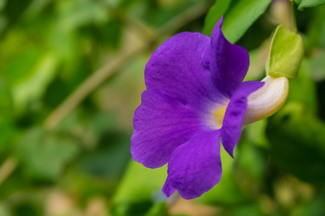 Thunbergia battiscombei