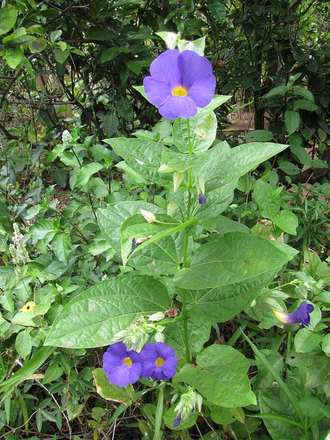 Thunbergia battiscombei