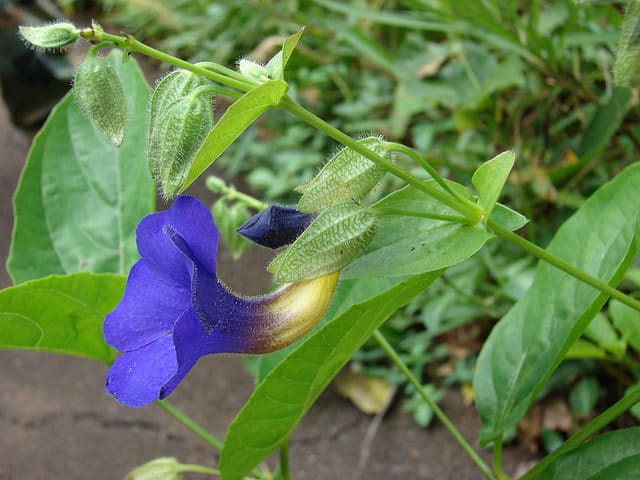 Thunbergia battiscombei