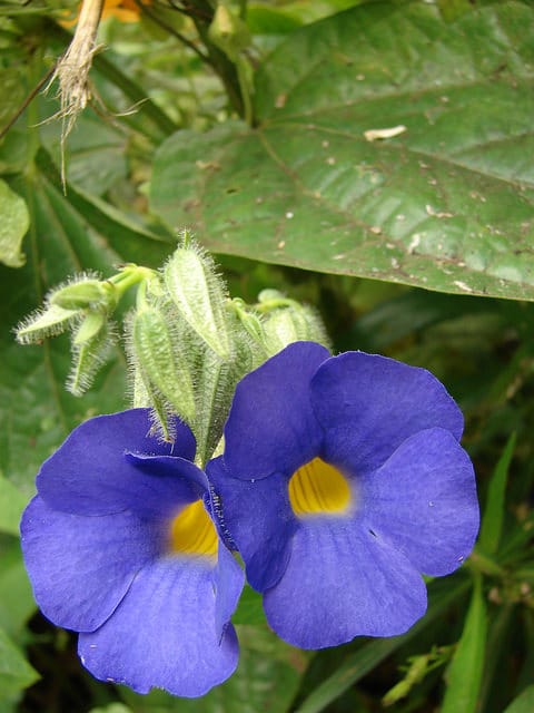 Thunbergia battiscombei
