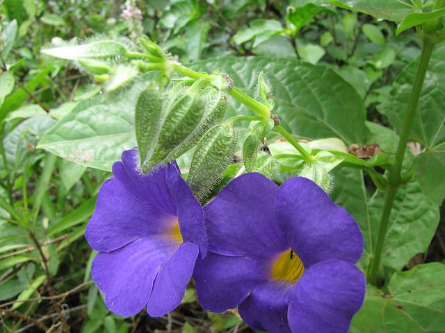 Thunbergia battiscombei