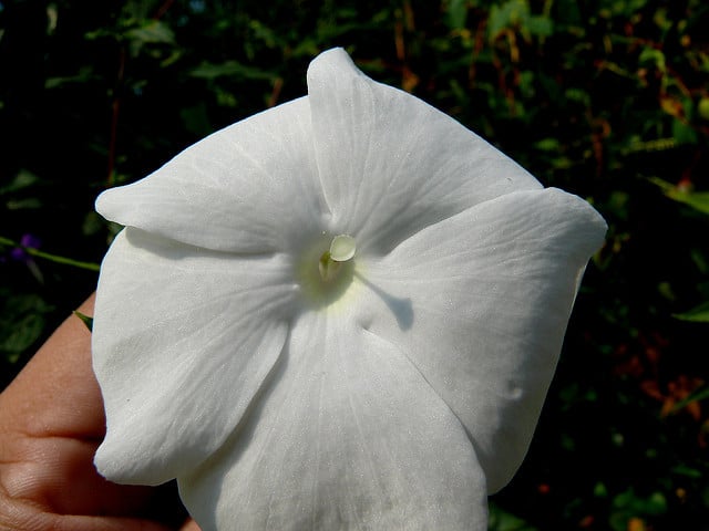 Thunbergia fragrans