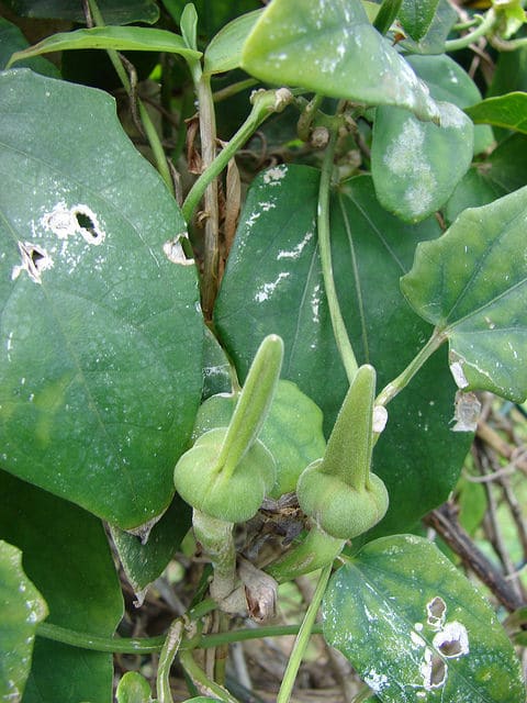 Thunbergia fragrans
