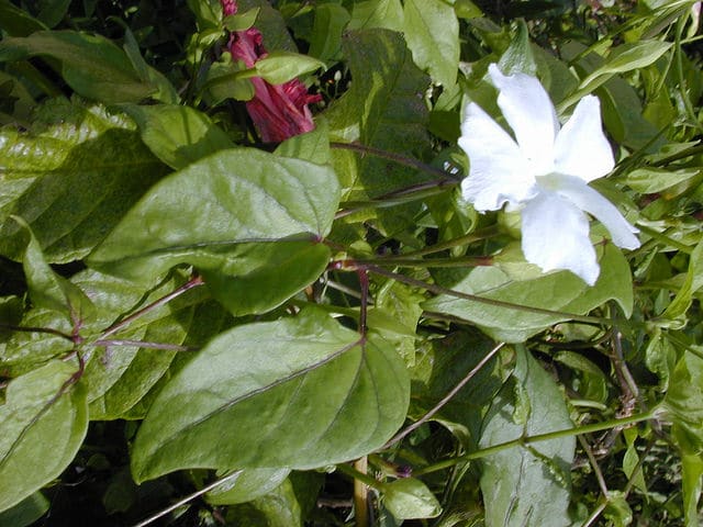 Thunbergia fragrans