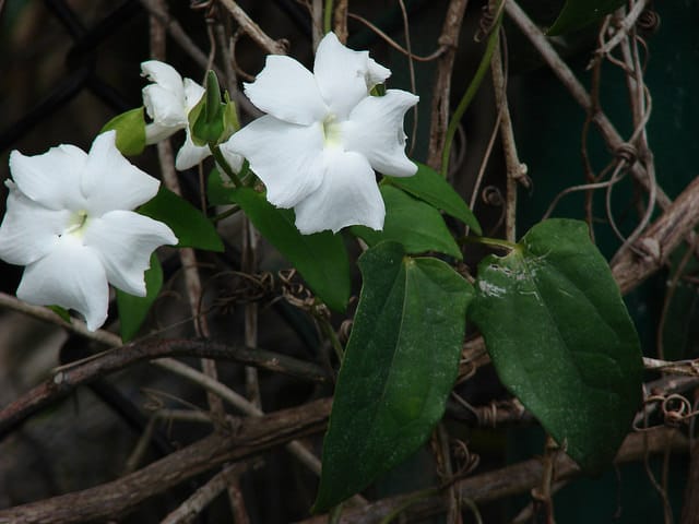 Thunbergia fragrans