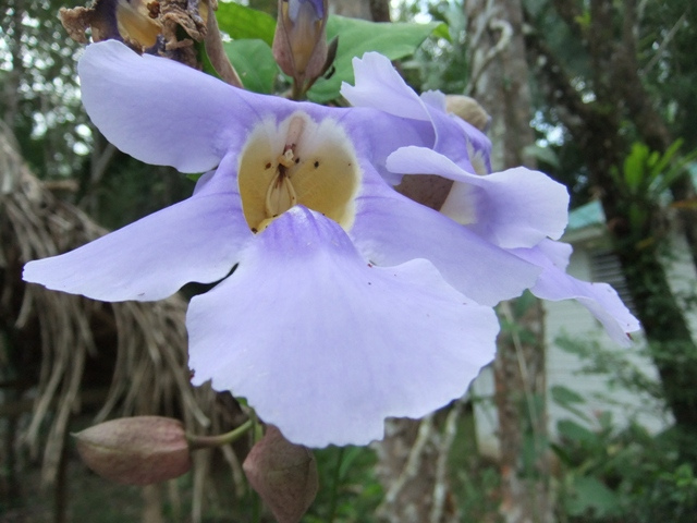 Liane de chine (Thunbergia grandiflora)